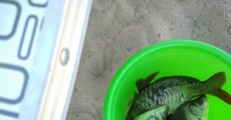 Фото Без труда не выловишь и рыбку из пруда №27